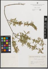 Foto von Salix purpurea L.